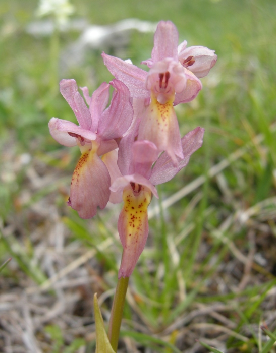 Orchis colemanii